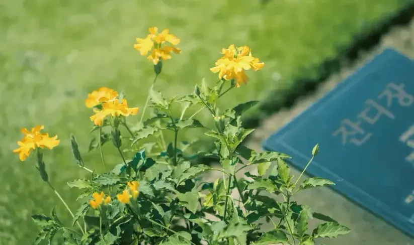 이름표와 꽃이 놓인 잔디장